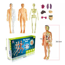 Upload image to gallery viewer, Fun Anatomy Toy - 3D Human Body