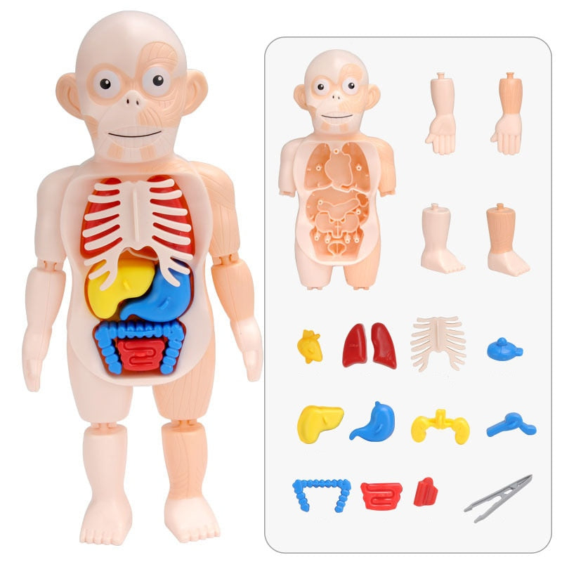 Educational Toy – Human Body Anatomy Doll