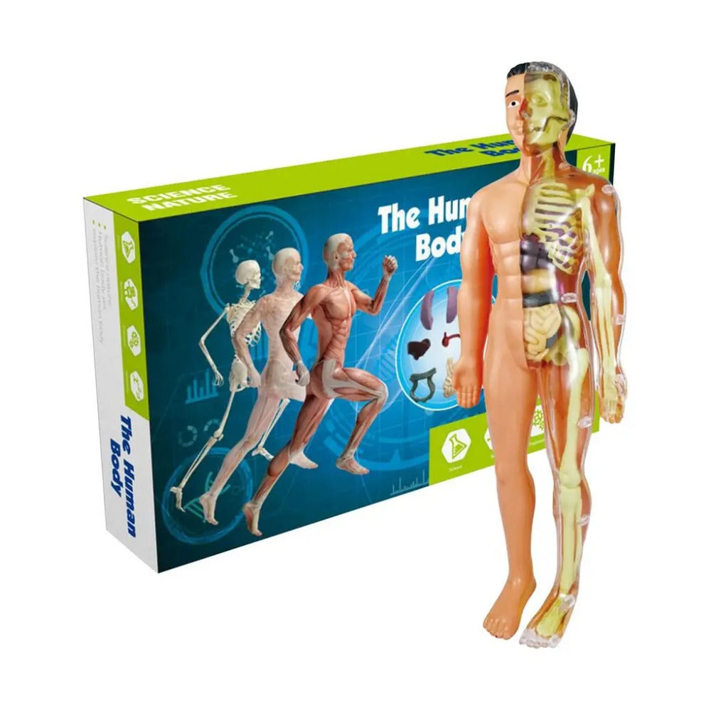 Brinquedo de Anatomia - Esqueleto 3D com Órgãos