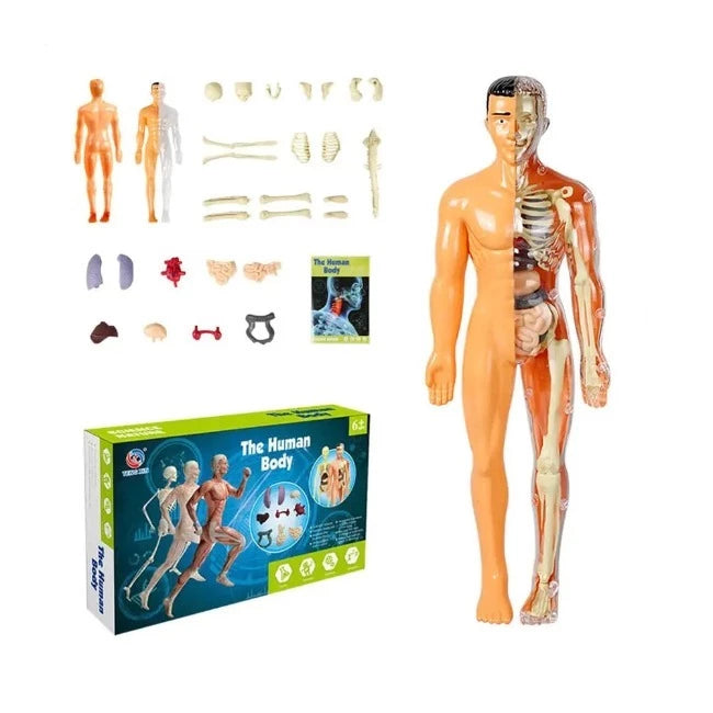 Fun Anatomy Toy – 3D Human Body