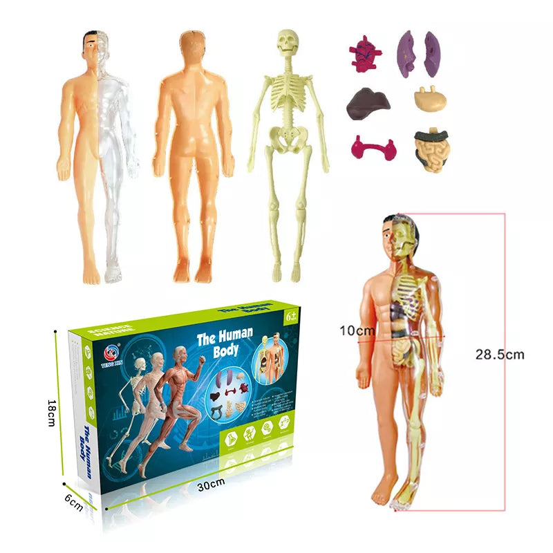 Fun Anatomy Toy – 3D Human Body